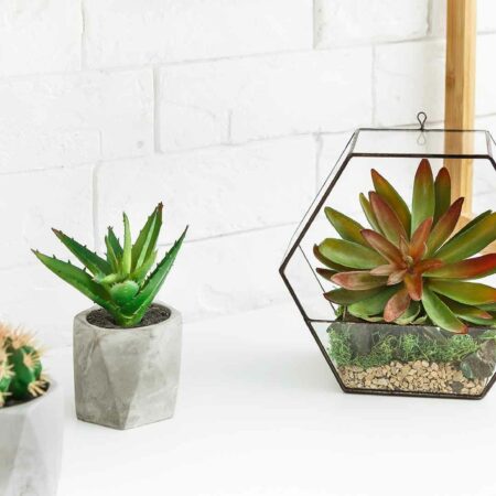 Mini Florarium