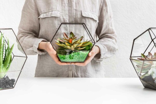 Satin Pothos